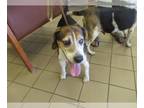 Beagle Mix DOG FOR ADOPTION RGADN-1253684 - COSMO - Beagle / Mixed (medium coat)