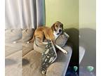 English Coonhound DOG FOR ADOPTION RGADN-1253699 - Sugar Bear - English
