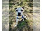 American Staffordshire Terrier Mix DOG FOR ADOPTION RGADN-1253703 - Pogo -