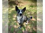 Australian Shepherd Mix DOG FOR ADOPTION RGADN-1253704 - Astra - Australian