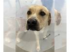 Labrador Retriever Mix DOG FOR ADOPTION RGADN-1253714 - *MATOR - Labrador