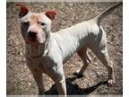 American Pit Bull Terrier DOG FOR ADOPTION RGADN-1253730 - KING-D2 - Pit Bull
