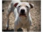 Dogo Argentino Mix DOG FOR ADOPTION RGADN-1253732 - MAVE-D5 - Dogo Argentino /