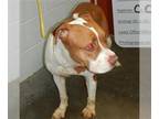 American Pit Bull Terrier Mix DOG FOR ADOPTION RGADN-1253735 - CASPER-D19 - Pit