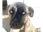 Great Dane-Huskies Mix DOG FOR ADOPTION RGADN-1253742 - Flaca (CP) Foster or