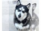 Mix DOG FOR ADOPTION RGADN-1253749 - Willow - Husky (long coat) Dog For
