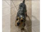 Miniature Pinscher Mix DOG FOR ADOPTION RGADN-1253751 - Stewart in TX -