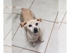 Jack Chi DOG FOR ADOPTION RGADN-1253752 - Jake - Jack Russell Terrier /