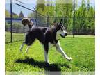 German Shepherd Dog-Siberian Husky Mix DOG FOR ADOPTION RGADN-1253757 - TUBA -