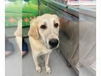 Great Pyrenees Mix DOG FOR ADOPTION RGADN-1253767 - CONWAY - Great Pyrenees /