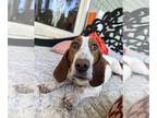 Basset Hound DOG FOR ADOPTION RGADN-1253772 - Eloise May - Basset Hound (short