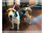 Beagle DOG FOR ADOPTION RGADN-1253777 - MARLEY - ADOPTION PENDING!