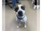 American Pit Bull Terrier Mix DOG FOR ADOPTION RGADN-1253803 - HUXLEY - Pit Bull