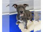 American Pit Bull Terrier Mix DOG FOR ADOPTION RGADN-1253818 - Rubble - Pit Bull