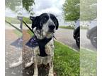 Bluetick Coonhound DOG FOR ADOPTION RGADN-1253855 - Sophie - Sweet Spotty Senior