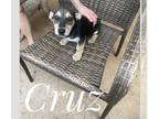 Pembroke Welsh Corgi Mix DOG FOR ADOPTION RGADN-1253858 - Cruz Lonestar -