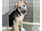 Labrador Retriever-Scottish Deerhound Mix DOG FOR ADOPTION RGADN-1253860 - Candy