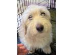 Adopt Layla a Terrier, Mixed Breed