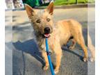 Airedale Terrier Mix DOG FOR ADOPTION RGADN-1253866 - *ARIES - Airedale Terrier