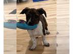 American Pit Bull Terrier DOG FOR ADOPTION RGADN-1253880 - Thumper - Pit Bull