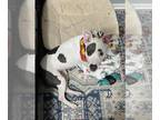 Dogo Argentino Mix DOG FOR ADOPTION RGADN-1253884 - Brantleigh - Dogo Argentino