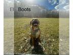 Bogle DOG FOR ADOPTION RGADN-1253889 - Boots - Boxer / Beagle / Mixed Dog For