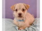 Norfolk Terrier-Poodle (Miniature) Mix DOG FOR ADOPTION RGADN-1253899 - Pickles
