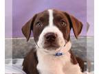Brittany-Pointer Mix DOG FOR ADOPTION RGADN-1253900 - Tails of Narnia - Prince