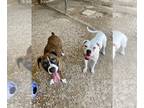 Boxer DOG FOR ADOPTION RGADN-1253911 - Mulder - Boxer Dog For Adoption