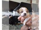 Puggle DOG FOR ADOPTION RGADN-1253922 - Tumblr (90's internet) - Beagle / Pug /