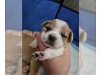 Puggle DOG FOR ADOPTION RGADN-1253924 - Ask Jeeves (90's internet) - Beagle /