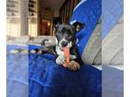 Whippet Mix DOG FOR ADOPTION RGADN-1253925 - Juliet - Whippet / Mixed Dog For