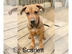 Mastiff Mix DOG FOR ADOPTION RGADN-1253935 - Scarlett - Mountain Dog / Mastiff /