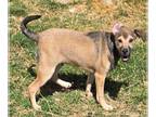 Labradinger DOG FOR ADOPTION RGADN-1253938 - Almond - Labrador Retriever /