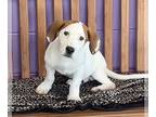 Basset Hound Mix DOG FOR ADOPTION RGADN-1253944 - **PADDY** - Basset Hound /