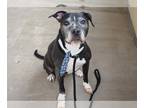 American Staffordshire Terrier Mix DOG FOR ADOPTION RGADN-1253953 - Diesel (In