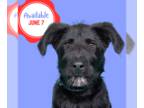 Australian Retriever DOG FOR ADOPTION RGADN-1253957 - Shadow - NEW - Video -