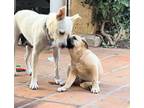 Adopt Gwyneth and Charlie a Pit Bull Terrier, Husky