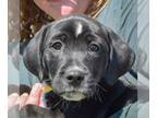 Beagle Mix DOG FOR ADOPTION RGADN-1253968 - Alice - Black Labrador Retriever /