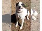 Australian Shepherd Mix DOG FOR ADOPTION RGADN-1253973 - Bourdeaux Wilson SCAS -