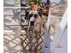 Great Dane Mix DOG FOR ADOPTION RGADN-1253978 - Daisy - Great Dane / Mixed Dog