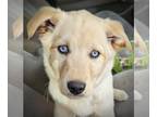 Huskies -Labrador Retriever Mix DOG FOR ADOPTION RGADN-1253980 - Ivy - Husky /