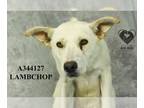 Golden Labrador DOG FOR ADOPTION RGADN-1253993 - LAMBCHOP - Labrador Retriever /
