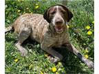 German Wirehaired Pointer DOG FOR ADOPTION RGADN-1254000 - CURLY - German