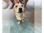American Pit Bull Terrier Mix DOG FOR ADOPTION RGADN-1254003 - SIMBA -