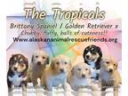 Labany DOG FOR ADOPTION RGADN-1254010 - The Tropicals Litter - Brittany /