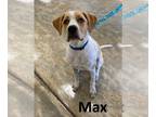 Brittany-Spaniel Mix DOG FOR ADOPTION RGADN-1254012 - Max - Brittany / Spaniel /