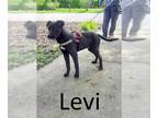 Labrador Retriever Mix DOG FOR ADOPTION RGADN-1254013 - Levi - Terrier /