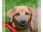Weimaraner Mix DOG FOR ADOPTION RGADN-1254019 - Jake - Yellow Labrador Retriever