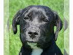 Boxer Mix DOG FOR ADOPTION RGADN-1254023 - Jazzy - Boxer / Black Labrador